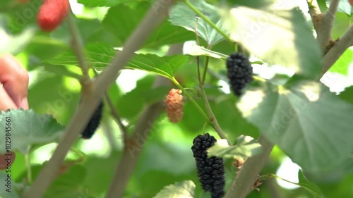Ripe mulberry fruits hanging from tree branch in natural garden setting