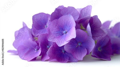 A beautiful cluster of vibrant purple flowers arranged elegantly on a soft white background. Perfect for nature lovers and floral designs. A stunning display of color. AI
