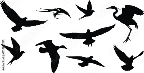 Flying bird silhouettes, black bird shapes, avian flight poses, wildlife illustration, bird anatomy, nature design, heron, crow, eagle, vector