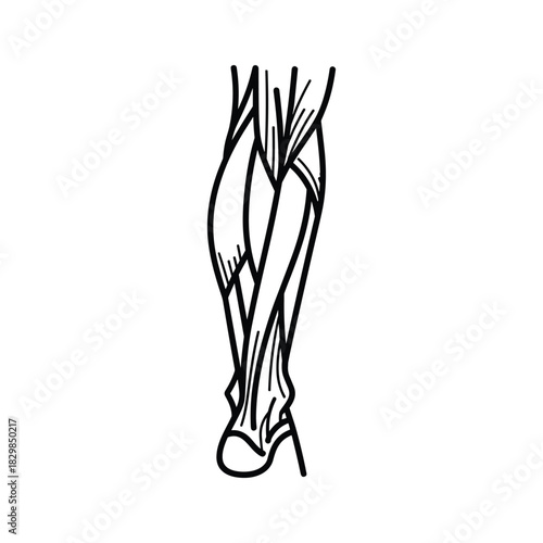Minimalist Line Art of Stylized Human Lower Legs with High Heel