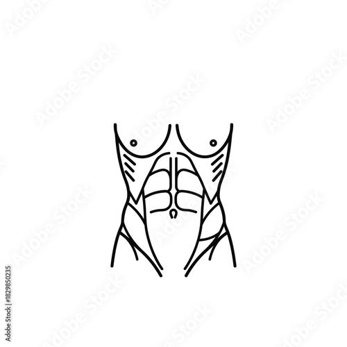 Human Torso Anatomy and Abdominal Muscles Line Art Icon