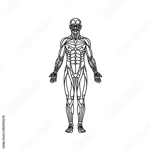 Human Muscular System Full Body Outline Diagram - Anterior View