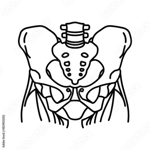Human Pelvis and Sacrum Bone Anatomy Line Art Illustration