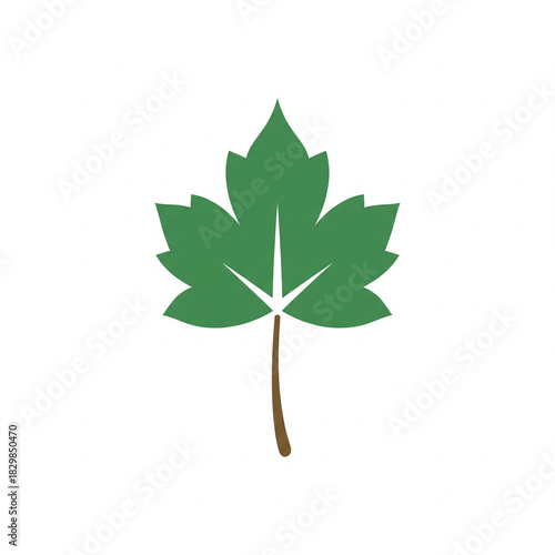 maple leaf isolated on white