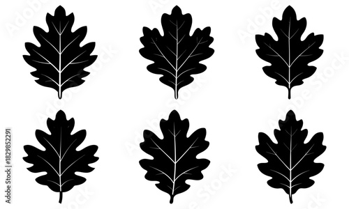 Detailed oak leaf pattern, a beautiful collection for natural designs and botanical illustrations, originally a vector graphic for scalable designs