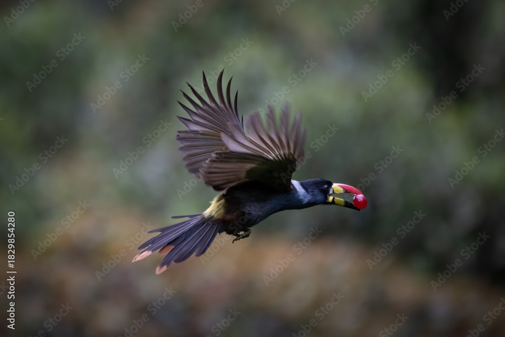 Fototapeta premium Grey-breasted Mountain-Toucan (Andigena hypoglauca), flying, Papallacta, Ecuador