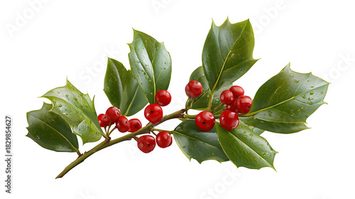 Lush holly branch with glossy leaves and red berries isolated on white background