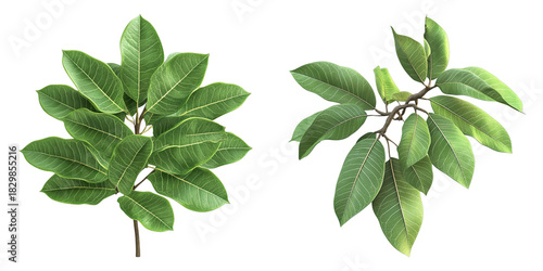 Two guava leaves on a white background, the guava leaves have vibrant green hues, the branches are also visible