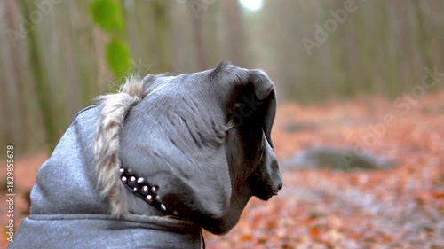 Playful Cane Corso Running in Autumn Woods