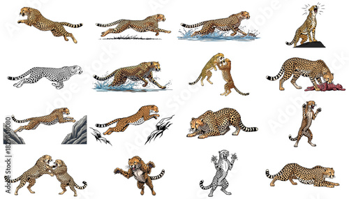 the sprinters gambit a comprehensive set of cheetah poses and actions, isolated on transparent background