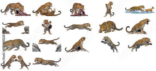 the art of the prowl a definitive leopard graphic series set, isolated on transparent background