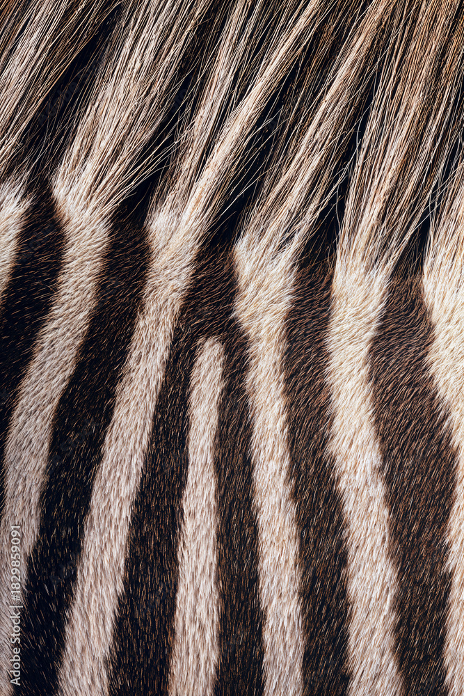 Naklejka premium Zebra fur close-up with black and white stripes in natural texture 