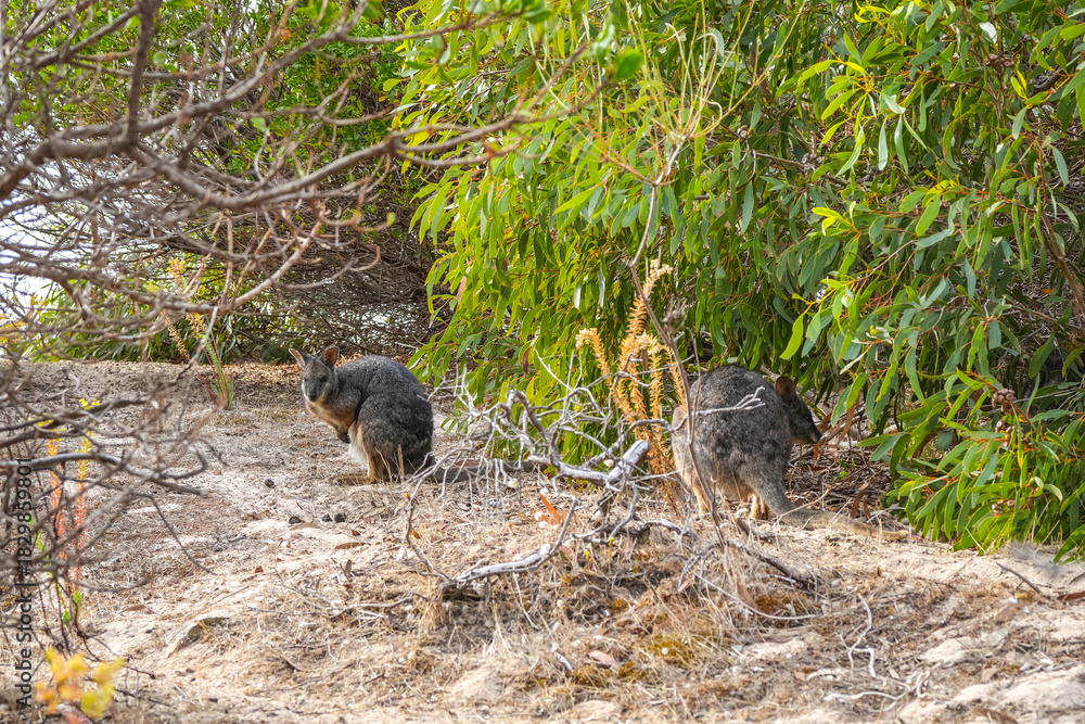 Fototapeta premium Wallaby standing on forest floor among dry leaves on Kangaroo Island