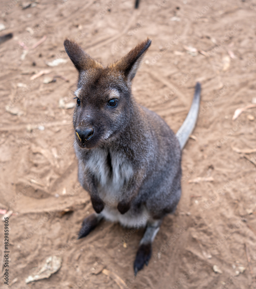 Fototapeta premium Wallaby standing on dry ground in Kangaroo Island, Australia
