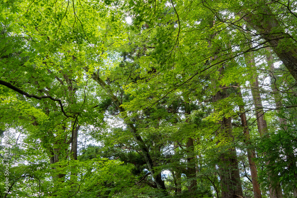 Fototapeta premium Maple tree forest canopy during summer in Takayama, Japan
