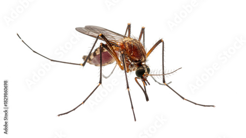 Obraz na płótnie Macro shot of a mosquito, abdomen distended from blood meal
