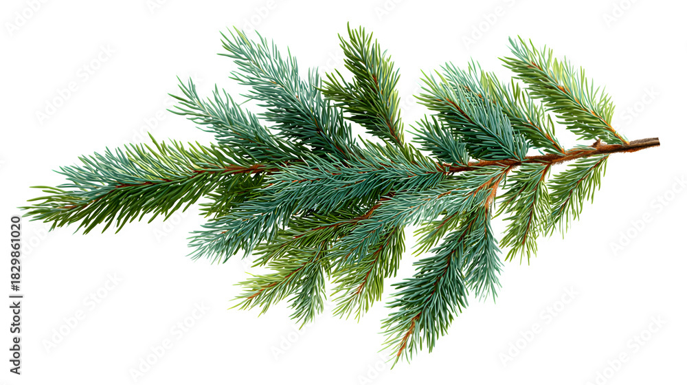 Obraz premium Realistic spruce branch with pine needles isolated on white background