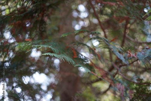 Nahaufnahme eines Riesen-Lebensbaums (Thuja plicata)
