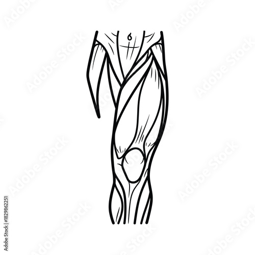 Stylized Human Leg Musculature Outline