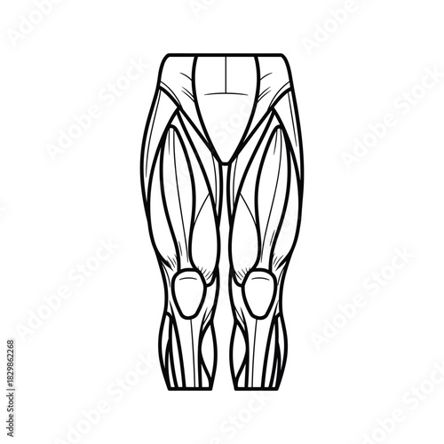 Human Leg Muscles Anatomy Outline Drawing - Anterior View