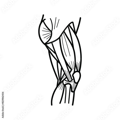 Human Leg Muscles and Knee Joint Anatomy Line Art