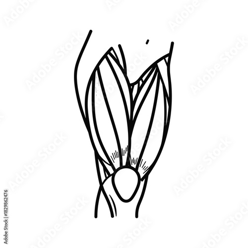 Human Thigh and Knee Muscle Anatomy Illustration in Simple Line Art Style