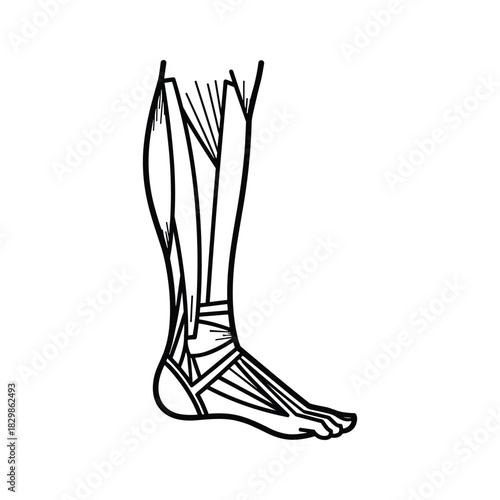 Anatomy of Human Lower Leg and Foot Muscles Diagram