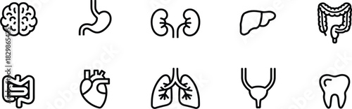 Human Anatomy and Internal Organs Vector Icon Set: Brain, Heart, Lungs, Liver, Digestive System, Outline Signs, Editable Stroke