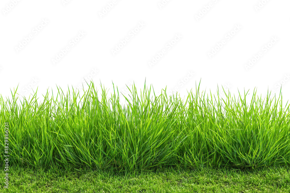 Fototapeta premium Lush green grass growing in a clump isolated on transparent background. Vibrant green grass isolated on white background.