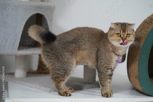 Foto Cute domestic cat stands on a cat tree licking its nose in a cozy indoor environ