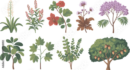 Set of colorful botanical illustrations featuring wild flowers oak tree with acorns and green leaves isolated on white background.