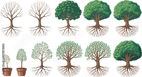 Set of tree growth stages from seedling in pot to large plant with roots isolated on white background vector illustration.