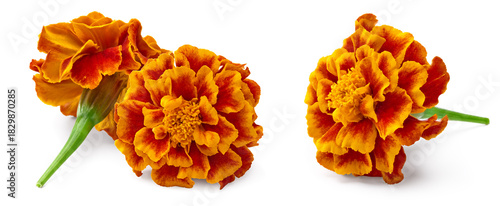 Orange Marigold flower (Tagetes erecta, Mexican marigold, Aztec marigold, African marigold) Tagetes erecta flower isolated on white. clipping path