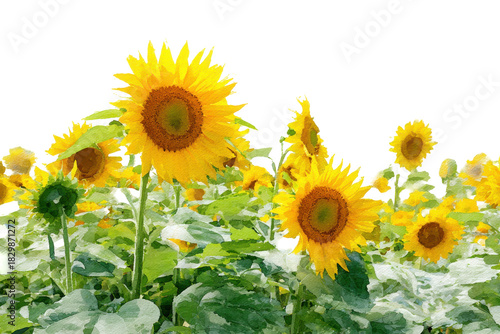 Cluster of bright yellow sunflowers in full bloom isolated on transparent background. Vibrant sunflowers bloom brightly in a lush green garden isolated on white background.