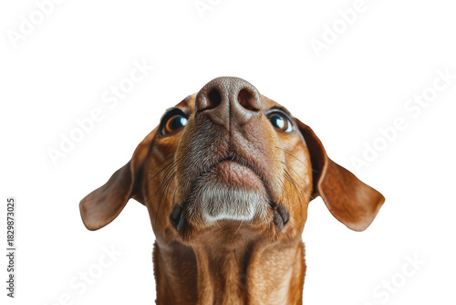 Close up of a pinscher dog s nose and eyes looking up isolated on transparent background. Pinscher dog looking upwards with alert expression isolated on white background.
