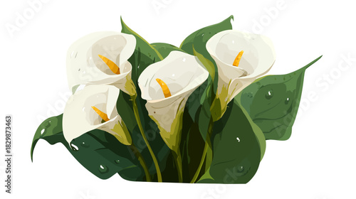 Elegant white calla lilies bouquet with fresh green leaves and delicate water drops, a minimalist floral illustration on a white background.
