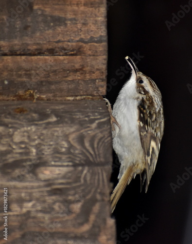 The squeaker bird