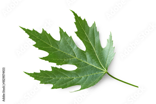 Silver Maple tree green leaf isolated on white background. acer sacharinum. clipping path