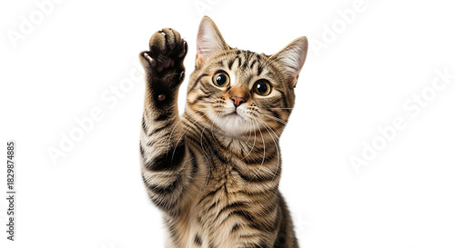 Cute tabby cat raising paw isolated on transparent background