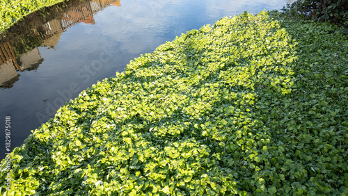 Floating Pennywort on the River Lea – Enfield Lock, London Nature Scene