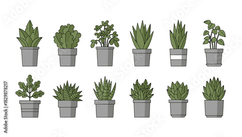 Vector set of diverse potted green plants and succulents. Illustrations for natural botanical charm in interior decor