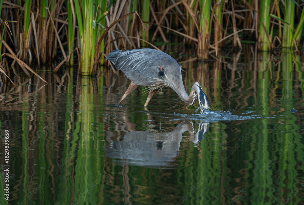 Fototapeta premium great blue heron