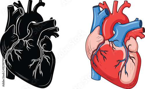 Anatomical illustration depicting a human heart in both monochrome and color
