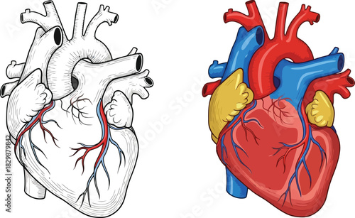 Detailed anatomical illustration of the human heart showcasing arteries and veins