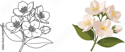 Jasmine flower illustration a detailed comparison of line art and colored versions