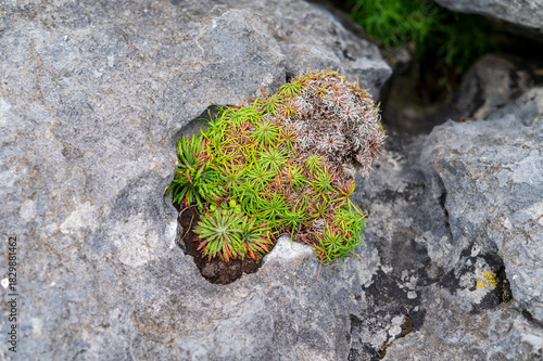 Plants growing in a harsh rocky limestone environment