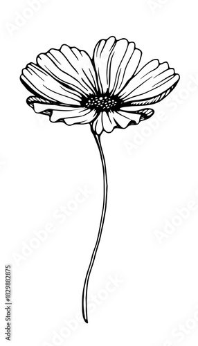 Vector cosmos flower hand drawn line art garden botanical sketch ink fineliner pen