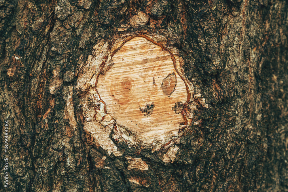 Fototapeta premium Detailed view of a tree trunk showing an exposed wood patch where bark was removed, highlighting natural textures, rings, and organic surface contrast.