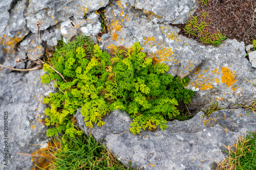Plants growing in a harsh rocky limestone environment