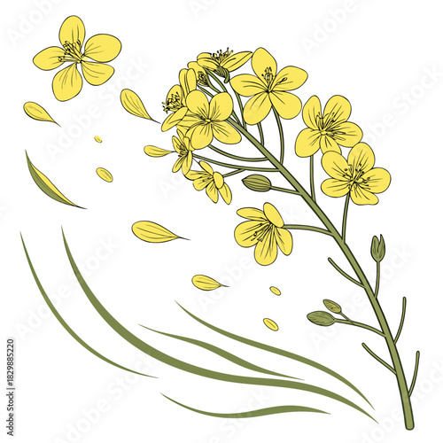 Delicate yellow rapeseed flowers blooming on a green stem with falling petals and leaves